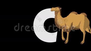 字母C和骆驼（前景）